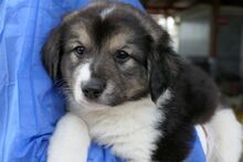 PIX, Hund, Mischlingshund in Italien - Bild 1