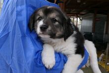 PIX, Hund, Mischlingshund in Italien - Bild 2