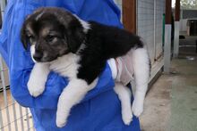 PIX, Hund, Mischlingshund in Italien - Bild 4