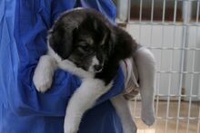 PIX, Hund, Mischlingshund in Italien - Bild 5