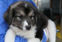 PIX, Hund, Mischlingshund in Italien - Bild 6