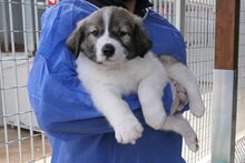 PULSE, Hund, Mischlingshund in Italien - Bild 2