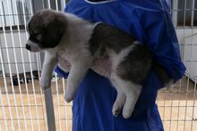 PULSE, Hund, Mischlingshund in Italien - Bild 3