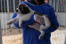 PULSE, Hund, Mischlingshund in Italien - Bild 4
