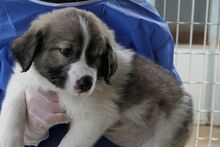 PULSE, Hund, Mischlingshund in Italien - Bild 5