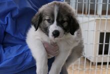 PULSE, Hund, Mischlingshund in Italien - Bild 6