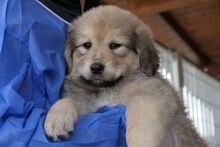 PUMP, Hund, Mischlingshund in Italien - Bild 1