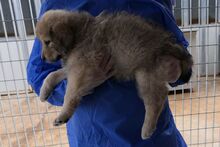 PUMP, Hund, Mischlingshund in Italien - Bild 3