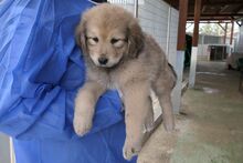 PUMP, Hund, Mischlingshund in Italien - Bild 4