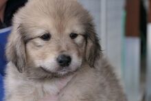 PUMP, Hund, Mischlingshund in Italien - Bild 5