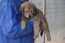 PUMP, Hund, Mischlingshund in Italien - Bild 6