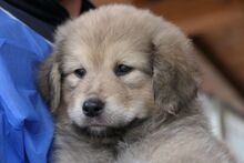 PUMP, Hund, Mischlingshund in Italien - Bild 7