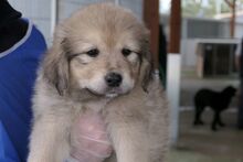 PUMP, Hund, Mischlingshund in Italien - Bild 8