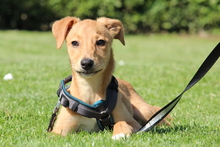 DELINA, Hund, Mischlingshund in Hagen - Bild 1