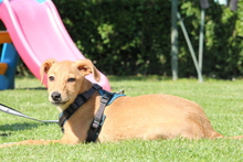 DELINA, Hund, Mischlingshund in Hagen - Bild 2