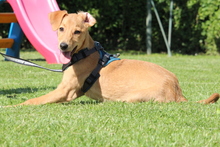 DELINA, Hund, Mischlingshund in Hagen - Bild 3