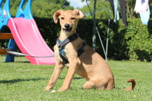 DELINA, Hund, Mischlingshund in Hagen - Bild 4