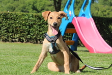 DELINA, Hund, Mischlingshund in Hagen - Bild 5