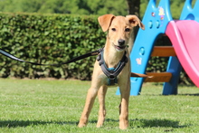 DELINA, Hund, Mischlingshund in Hagen - Bild 6