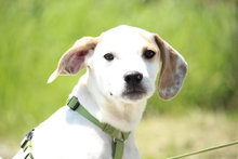 KENDY, Hund, Mischlingshund in Hagen - Bild 1