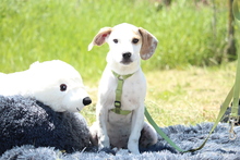 KENDY, Hund, Mischlingshund in Hagen - Bild 2