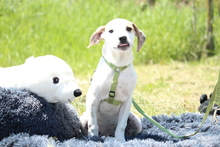 KENDY, Hund, Mischlingshund in Hagen - Bild 3