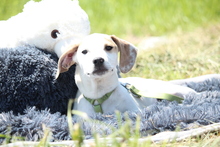 KENDY, Hund, Mischlingshund in Hagen - Bild 4