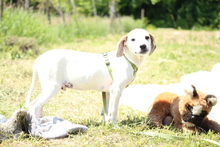 KENDY, Hund, Mischlingshund in Hagen - Bild 5