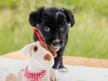 HILDA, Hund, Puli-Mix in Ungarn - Bild 1