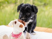 HILDA, Hund, Puli-Mix in Ungarn - Bild 10