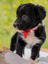 HILDA, Hund, Puli-Mix in Ungarn - Bild 11