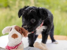 HILDA, Hund, Puli-Mix in Ungarn - Bild 2