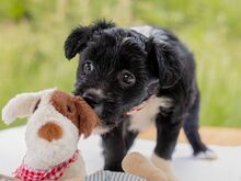 HILDA, Hund, Puli-Mix in Ungarn - Bild 3