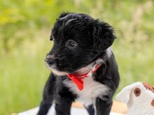 HILDA, Hund, Puli-Mix in Ungarn - Bild 5