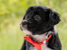 HILDA, Hund, Puli-Mix in Ungarn - Bild 6