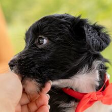 HILDA, Hund, Puli-Mix in Ungarn - Bild 7