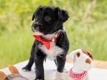 HILDA, Hund, Puli-Mix in Ungarn - Bild 8