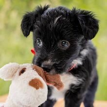 HILDA, Hund, Puli-Mix in Ungarn - Bild 9