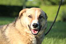 SAJAN, Hund, Mischlingshund in Hagen - Bild 1