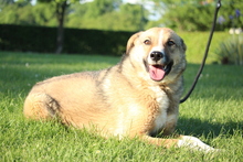 SAJAN, Hund, Mischlingshund in Hagen - Bild 2
