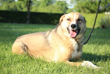 SAJAN, Hund, Mischlingshund in Hagen - Bild 3