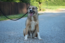SAJAN, Hund, Mischlingshund in Hagen - Bild 4