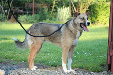 SAJAN, Hund, Mischlingshund in Hagen - Bild 5