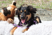 NANJA, Hund, Mischlingshund in Hagen - Bild 1