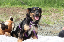 NANJA, Hund, Mischlingshund in Hagen - Bild 3