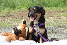 NANJA, Hund, Mischlingshund in Hagen - Bild 4