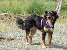 NANJA, Hund, Mischlingshund in Hagen - Bild 5