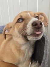 RIGANI, Hund, Mischlingshund in Fürth - Bild 1