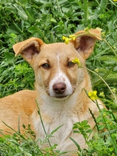 RIGANI, Hund, Mischlingshund in Fürth - Bild 2