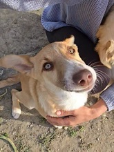 RIGANI, Hund, Mischlingshund in Fürth - Bild 3